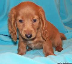 Puppyarea.com has been visited by 100k+ users in the past month Mini Dachshund Red Female Longhair Price 325 00 For Sale In Lakeland Florida Best Pets Online