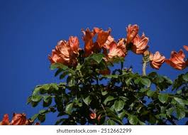 Image result for Teedia lucida