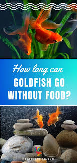 How Long Can Goldfish Go Without Food In 2020 Goldfish Food Fresh Water Fish Tank Goldfish