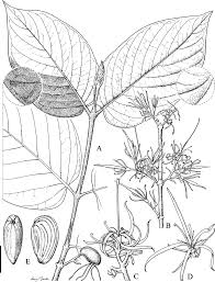 Image result for Vangueriopsis lanciflora