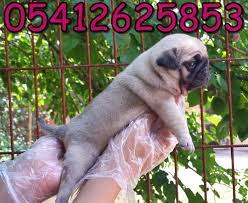 satilik pug fiyatlari pug yavru pug pug kopekler