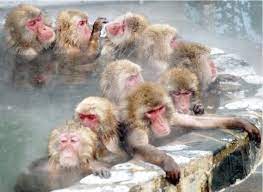macaques du japon animaux les plus mignons animales singe coloriage voiture de police