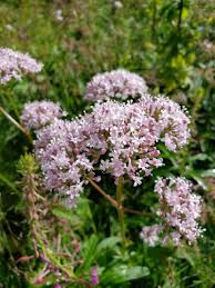 Image result for Valeriana