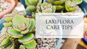 Kalanchoe Laxiflora Care Tips For Lowland Philippines Nicopou69 Youtube