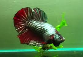 A white dragon king crown betta. Betta Fish Colors The Fish Doctor
