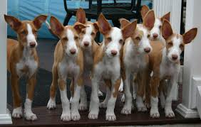 Wire Ibizan Hound Litter Ibizan Hound Hound Puppies Dog Breeds