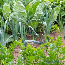 Just these 3 plants show us that companion plants can act as a scaffold, improve organic soil fertility, and decrease weeds and evaporation. Free Downloadable Companion Planting Guide Gaias Organic Gardens