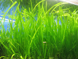 Image result for Vallisneria