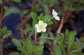 Image result for Ludwigia adscendens