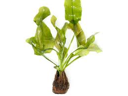 Image result for Aponogeton junceus