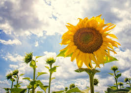 Αποτέλεσμα εικόνας για guilt