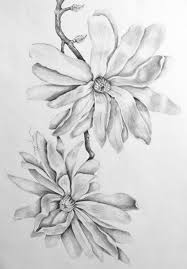 Magnolias Pencil Drawing Of Flowers Flower Art Pencil Art Pencil Drawings Of Nature Flower Drawing Flower Art