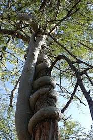 Image result for Fockea multiflora