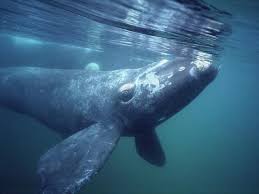 Top 10 Largest Whales In World Beware They Are Dangerous Whale Whale Mammal Whale Facts