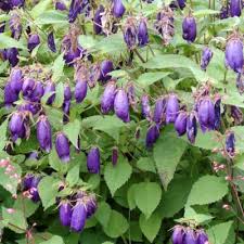 Image result for Camptorrhiza strumosa