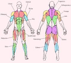 Bodyweight Exercise Free Muscle Chart Download