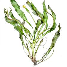 Image result for Ottelia ulvifolia