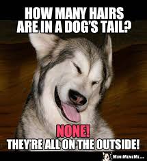 Funny Dog Joke How Many Hairs Are In A Dog S Tail None They Re All On The Outside Dog Jokes Funny Dog Jokes Funny Dogs