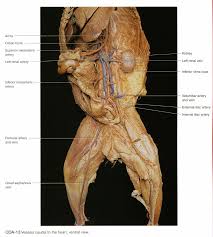 Parallels the course of the inferior mesenteric artery. Https Www Wsfcs K12 Nc Us Cms Lib Nc01001395 Centricity Domain 1169 Cat 20 20muscles Pdf
