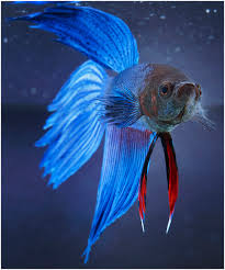 Male Betta Fish