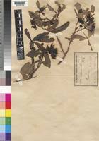 Image result for Ritchiea