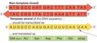 In place of every thymine (t), mrna contains a uracil (u) substitution. Solved Consider The Following Mrna Transcript 5 Ucugaugggcugagua 3 Assuming That This Is The Complete Mrna Molecule How Will Ribosomes Translate Course Hero