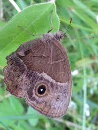 Image result for Faurea rubriflora