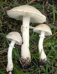 Leucoagaricus leucothites - Wikipedia