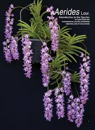 Image result for Summerhayesia