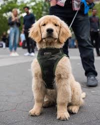 A purebred golden retriever puppy from a reputable breeder in the usa may cost you between $1,500 and $2,500. Golden Retriever Noble Loyal Companions Golden Retriever Dogs Golden Retriever Retriever