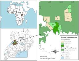 Image result for Lasiodiscus pervillei