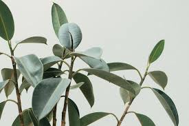 When explorer christopher columbus arrived in haiti in 1492 he found indians playing a game with a. Ficus Elastica Rubber Plant Guide Our House Plants