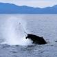 Wilsons Prom Whale Cruise event in Gippsland VIC