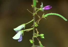 Image result for Pleurolobus