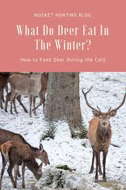 What Do Deer Eat In The Winter Here Are Some Of The Important Factors To Consider And How Deer Survive The Cold Weather This What Do Deer Eat Deer Feed Deer