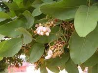 Image result for Pericopsis