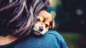 The pet owner can bring their pet to us at the funeral home. How To Handle Your Pet S Final Days With Care