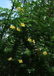 Pin On Allamanda