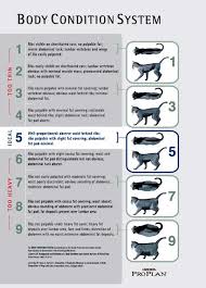 Veracious Kitten Healthy Weight Chart Cat Size Comparison