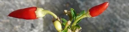 Bell pepper plants are short bushes with woody stems that grow brightly colored fruits. How To Grow Chillies Indoors Chili Plants Growing In House