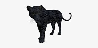 Panther or jaguar both seem to be royal born. Black Panther Leopard Jaguar Cat Snoleopard Black And White Free Transparent Png Download Pngkey