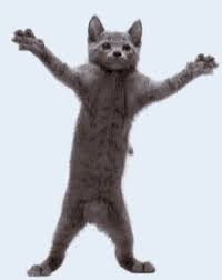 Pin By Meme Loverz On Bluesky Dancing Cat Gif Dancing Cat Crazy Cat Gif