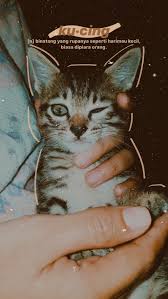 Wallpaper Cat Kucing Wallpaper Bayi Kucing Kucing Cantik Seni Kucing