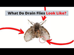 drain flies dilemma plumber or