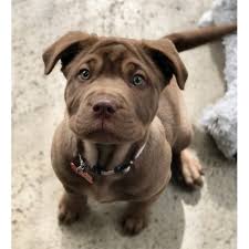 Shar pei mixes come in lots of shapes and sizes, and personalities too. Shar Pei Dog Mix