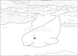 Select from 32445 printable crafts of cartoons, nature, animals, bible and many more. Beluga Whale In An Arctic Sea Stock Vector Illustration Of Ocean Water 117077124