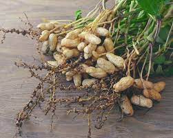 How to grow peanuts in your own garden or backyard container. How To Grow Peanuts Yates