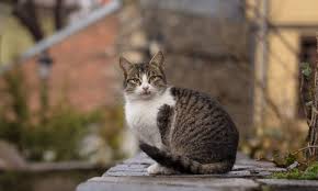 If you ask us, nothing is more annoying or frustrating than a stubborn case of hiccups. Can A Cat Get Hiccups Canna Pet