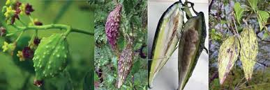 Image result for Pentarrhinum abyssinicum