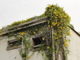 But if your vine is established and you still aren't getting any flowers, here's what could be the problem Pin On The Yard